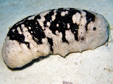 White Teatfish - Holothuria fuscogilva - Palau