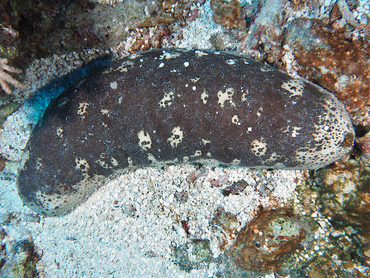 White Teatfish - Holothuria fuscogilva - Coral Sea, Australia