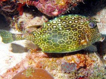 Honeycomb Cowfish - Acanthostracion polygonius - Bonaire