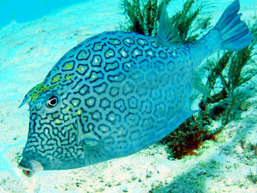 Honeycomb Cowfish - Acanthostracion polygonius - Cozumel, Mexico