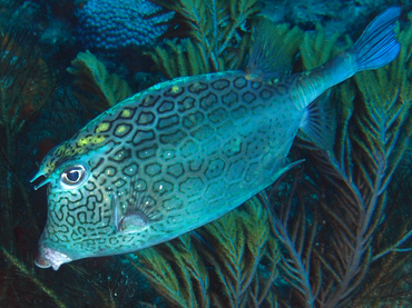 Honeycomb Cowfish - Acanthostracion polygonius - Palm Beach, Florida