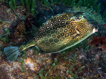Honeycomb Cowfish - Acanthostracion polygonius - Palm Beach, Florida