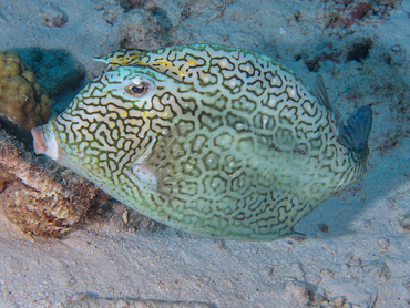 Honeycomb Cowfish - Acanthostracion polygonius - Bonaire