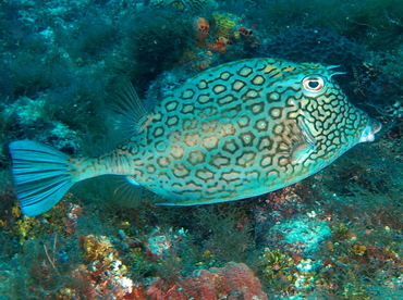 Honeycomb Cowfish - Acanthostracion polygonius - Cozumel, Mexico