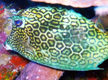 Honeycomb Cowfish - Acanthostracion polygonius - Turks and Caicos