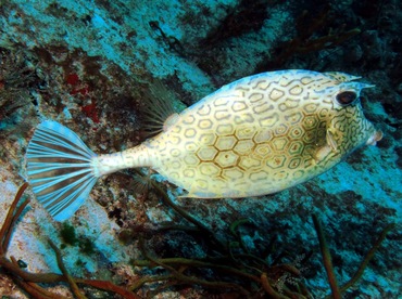 Honeycomb Cowfish - Acanthostracion polygonius - Cozumel, Mexico