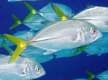 Horse-Eye Jack - Caranx latus - Nassau, Bahamas