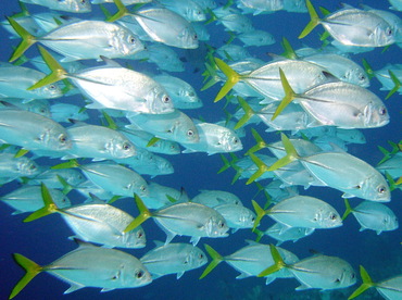 Horse-Eye Jack - Caranx latus - Nassau, Bahamas