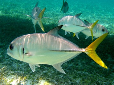 Horse-Eye Jack - Caranx latus - Belize