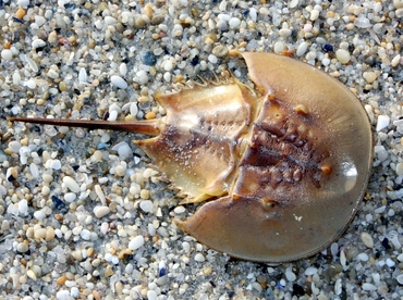 Horseshoe Crab - Limulus polyphemus - Delaware Bay