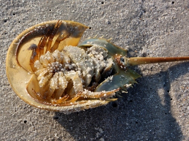 Horseshoe Crab - Limulus polyphemus - Delaware Bay