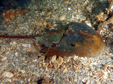 Horseshoe Crab - Limulus polyphemus - Blue Heron Bridge, Florida