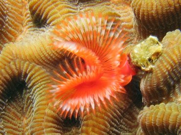 Star Horseshoe Worm - Pomatostegus stellatus - Roatan, Honduras