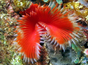 Star Horseshoe Worm - Pomatostegus stellatus - Grand Cayman