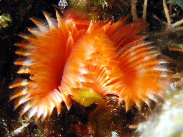 Star Horseshoe Worm - Pomatostegus stellatus - Belize