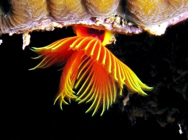 Star Horseshoe Worm - Pomatostegus stellatus - St Thomas, USVI