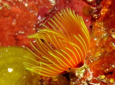 Star Horseshoe Worm - Pomatostegus stellatus - Belize