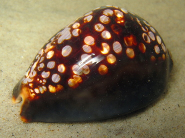 Humpback Cowry - Cypraea mauritiana - Maui, Hawaii