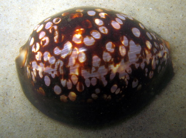 Humpback Cowry - Cypraea mauritiana - Maui, Hawaii