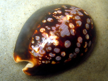 Humpback Cowry - Cypraea mauritiana - Maui, Hawaii