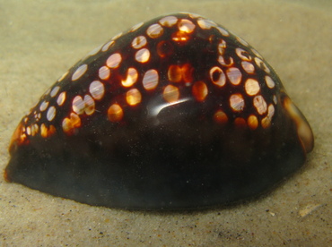 Humpback Cowry - Cypraea mauritiana - Maui, Hawaii