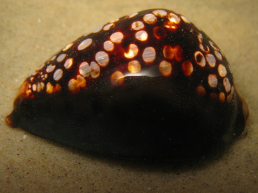 Humpback Cowry - Cypraea mauritiana - Maui, Hawaii