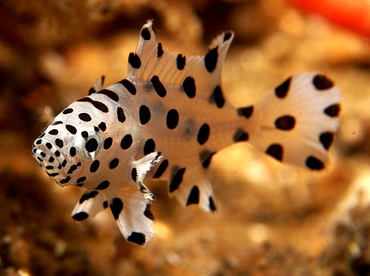 Baramundi - Cromileptes altivelis - Lembeh Strait, Indonesia