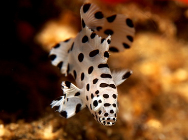 Baramundi - Cromileptes altivelis - Lembeh Strait, Indonesia