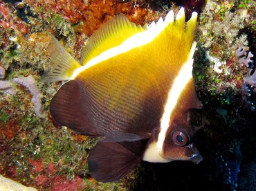 Humphead Bannerfish - Heniochus varius - Palau