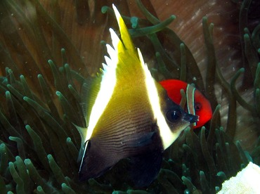 Humphead Bannerfish - Heniochus varius - Dumaguete, Philippines