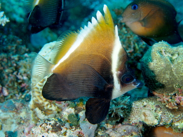 Humphead Bannerfish - Heniochus varius - Fiji