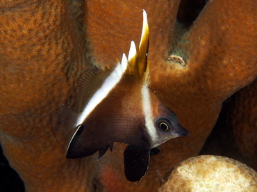 Humphead Bannerfish - Heniochus varius - Fiji