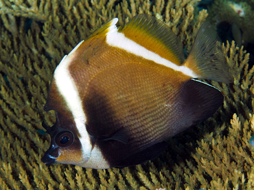 Humphead Bannerfish - Heniochus varius - Wakatobi, Indonesia