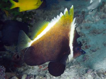 Humphead Bannerfish - Heniochus varius - Lombok, Indonesia