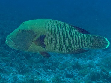 Humphead Wrasse - Cheilinus undulatus - Palau