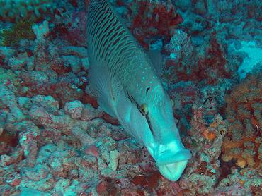 Humphead Wrasse - Cheilinus undulatus - Rangiroa, French Polynesia