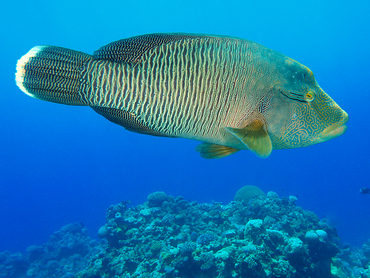 Humphead Wrasse - Cheilinus undulatus - Great Barrier Reef, Australia