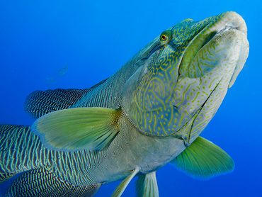 Humphead Wrasse - Cheilinus undulatus - Great Barrier Reef, Australia