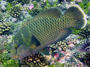 Humphead Wrasse - Cheilinus undulatus - Rangiroa, French Polynesia