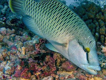 Humphead Wrasse - Cheilinus undulatus - Rangiroa, French Polynesia