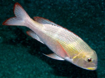 Humpnose Bigeye Bream - Monotaxis grandoculis - Big Island, Hawaii