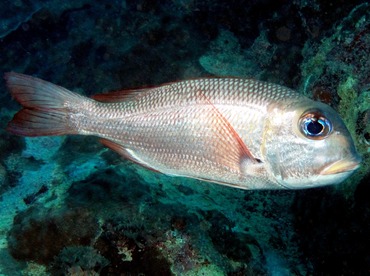 Humpnose Bigeye Bream - Monotaxis grandoculis - Yap, Micronesia