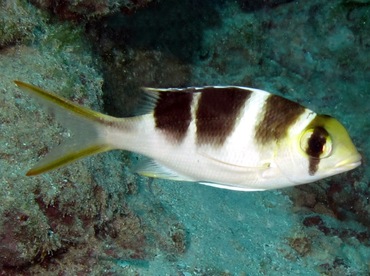 Humpnose Bigeye Bream - Monotaxis grandoculis - Yap, Micronesia