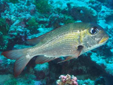 Humpnose Bigeye Bream - Monotaxis grandoculis - Rangiroa, French Polynesia