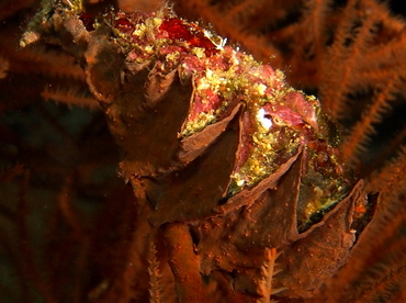 Honeycomb Oyster - Hyotissa hyotis - Fiji