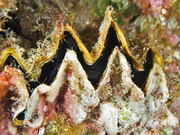 Honeycomb Oyster - Hyotissa hyotis - Great Barrier Reef, Australia