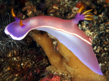 Bullock's Hypselodoris - Hypselodoris bullockii - Anilao, Philippines