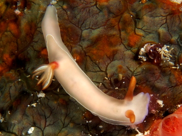 Bullock's Hypselodoris - Hypselodoris bullockii - Palau