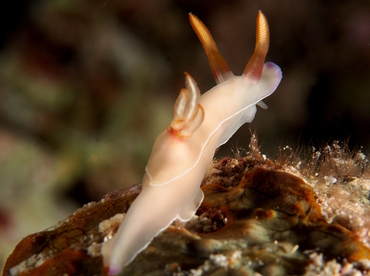 Bullock's Hypselodoris - Hypselodoris bullockii - Palau