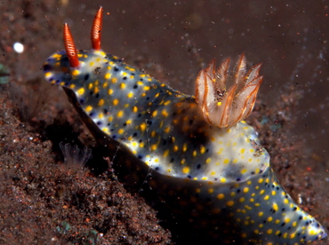 Colorful Hypselodoris - Hypselodoris infucata - Bali, Indonesia